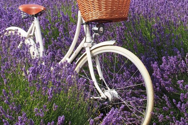 Pashley hybrid bike in Lavender field